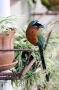 Trinidad2005 - 130 * Blue-crowned Motmot.